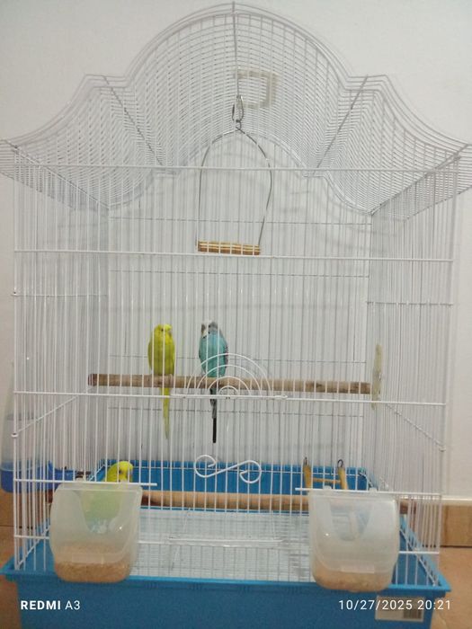 Vând perusi cu tot cu cușcă  (toți 3)