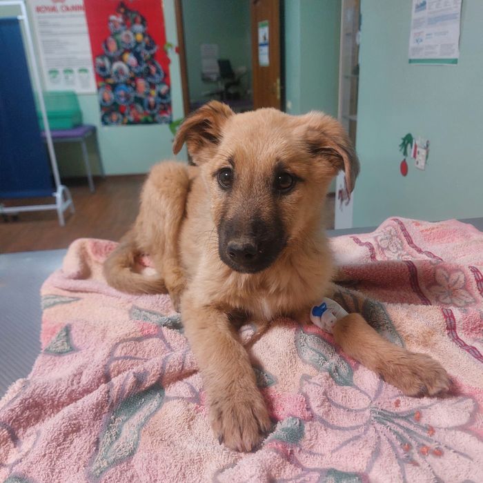 Щенок в добрые руки