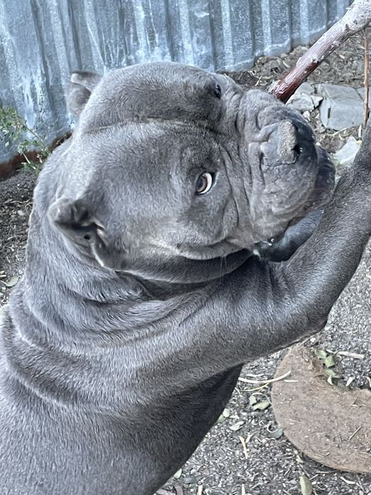 Кобели американский булли для вязки