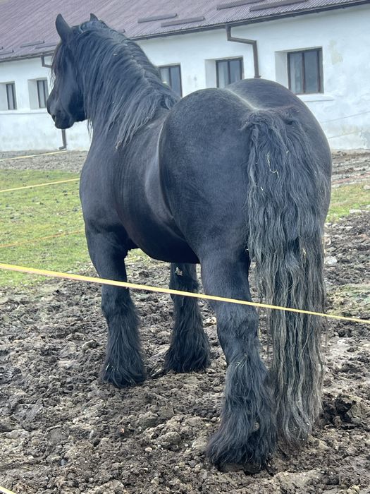 Armasar pentru monta