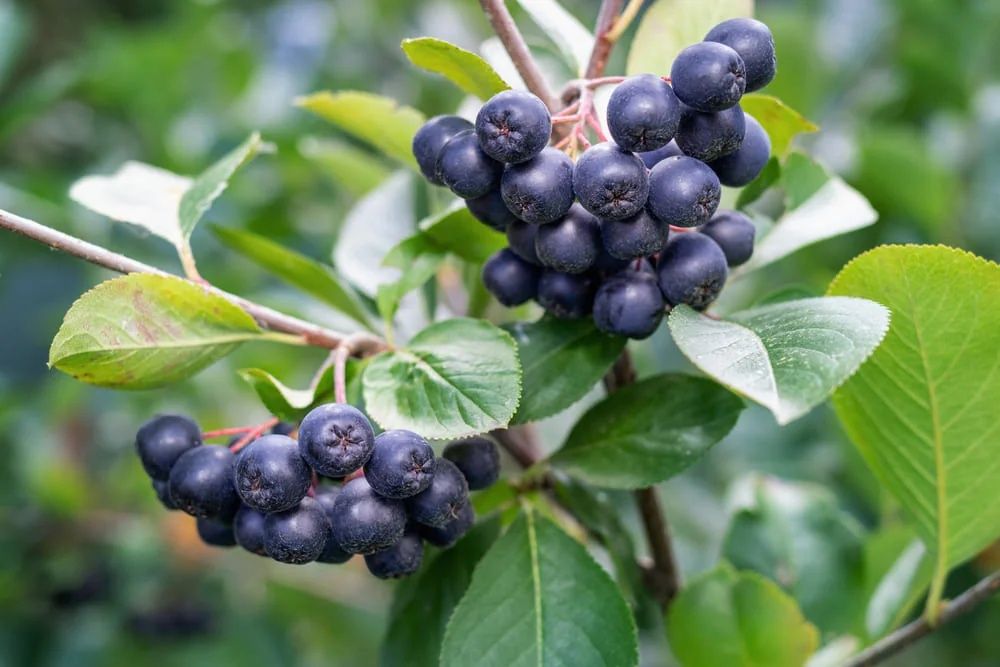 Vand Aronia 100% naturala, din gradina proprie