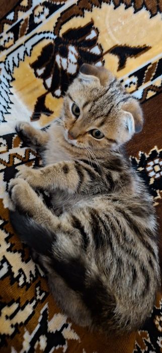 Котенок мальчик .