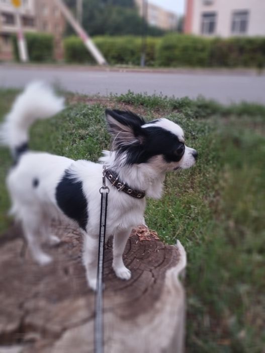 Чихуахуа вязка роки