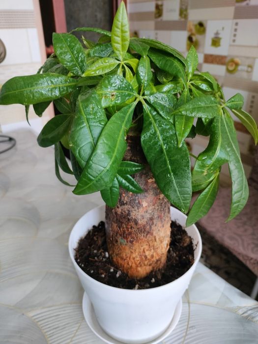 Пахира продам цветок