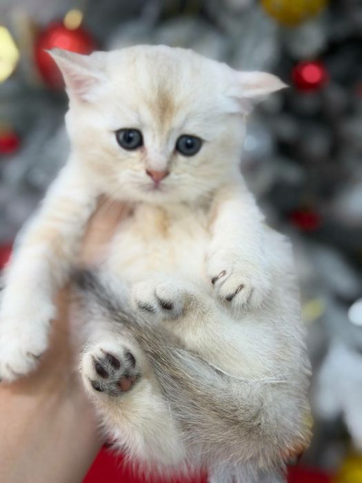 Мальчики скотиш страйт чистокровные шиншиллы