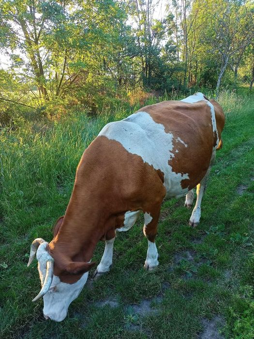 Vaca cu vițel de vanzare