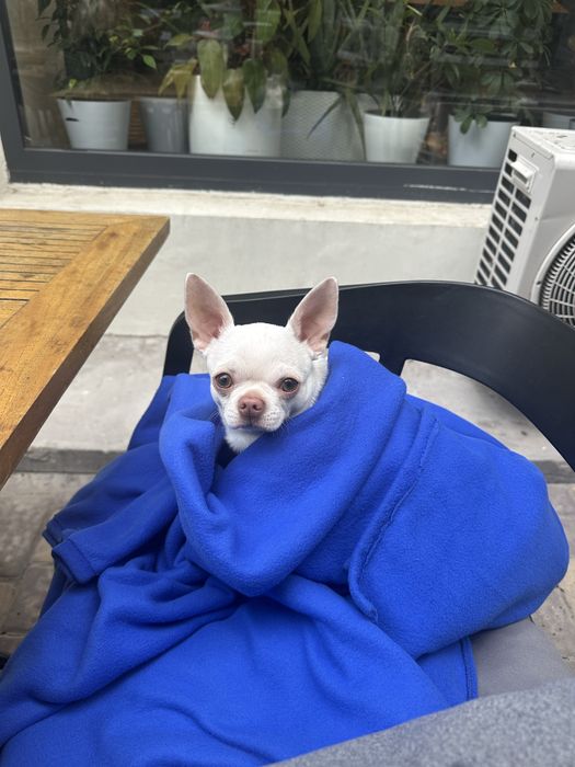 Вязка чихуахуа, кобель 2,5 года