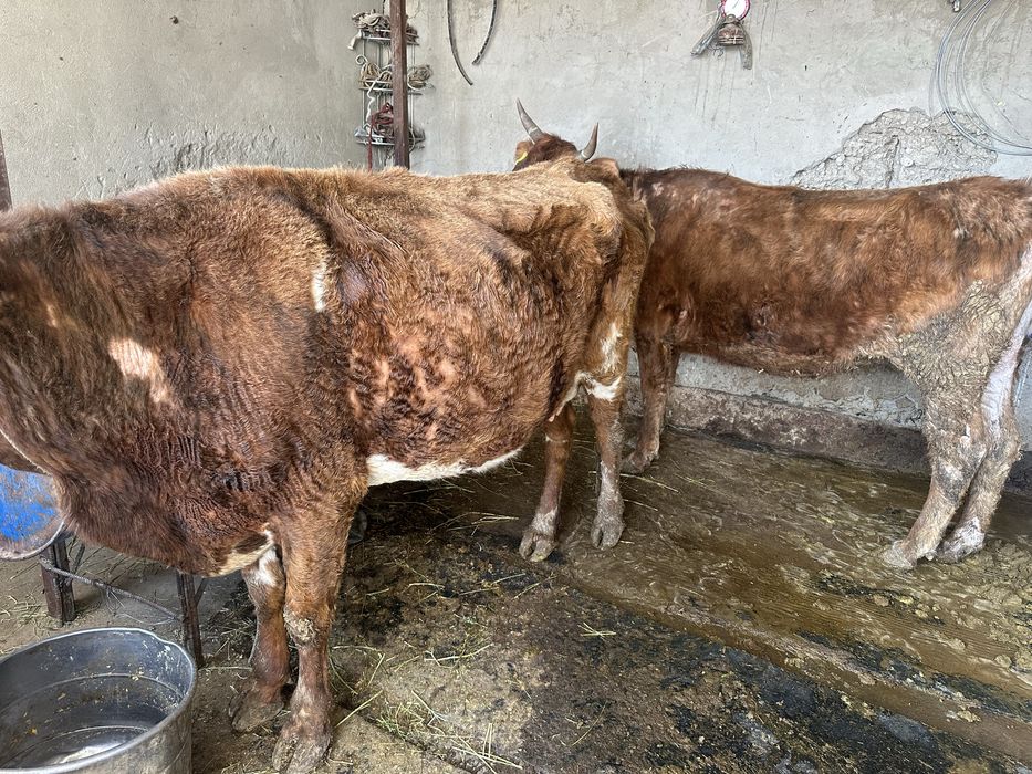 сиырлар сатылады