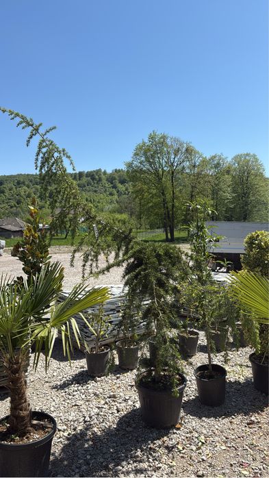 Vand plante ornamentale calitate extra