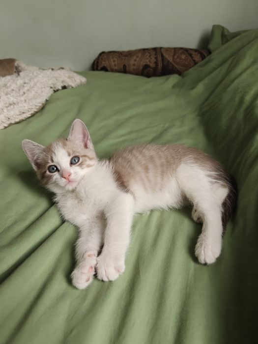 Котёнок бесплатно