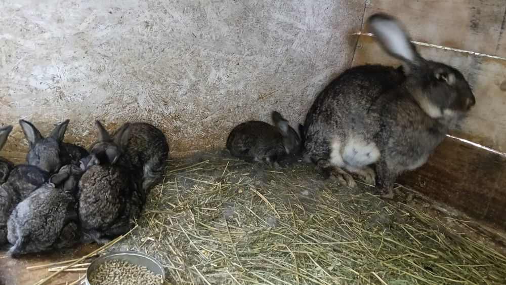 Vând iepurași drăgălași și sănătoși