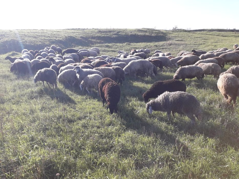 Vand oi karakul tinere