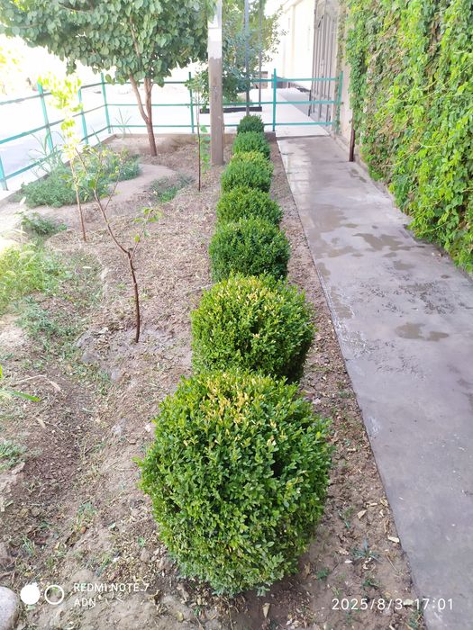 Живая изгородь, самшот 10шт.