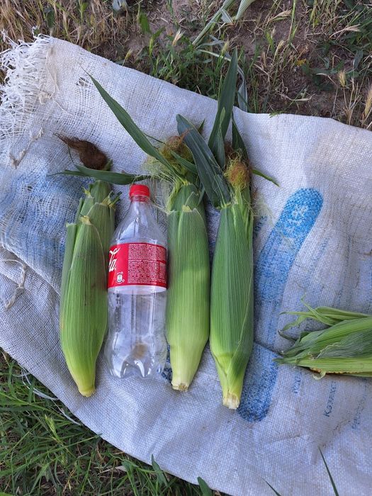 Жугеры кукыруз полядан