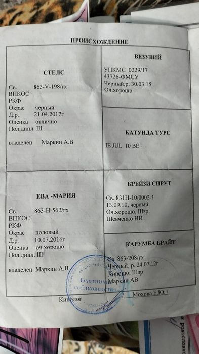 Продам Грейхаунд
