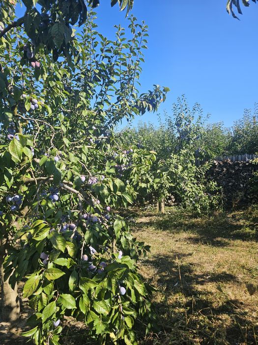 Prune Anna Spath de vânzare (Anașpet)