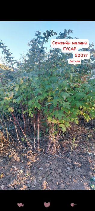 Продам саженцы малины