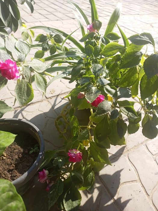 Продам цветы комнатные