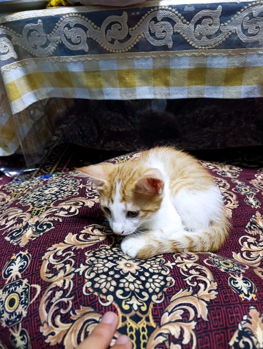 Нежные комочки счастья ищут новые дома — 5 котят, 2 месяца