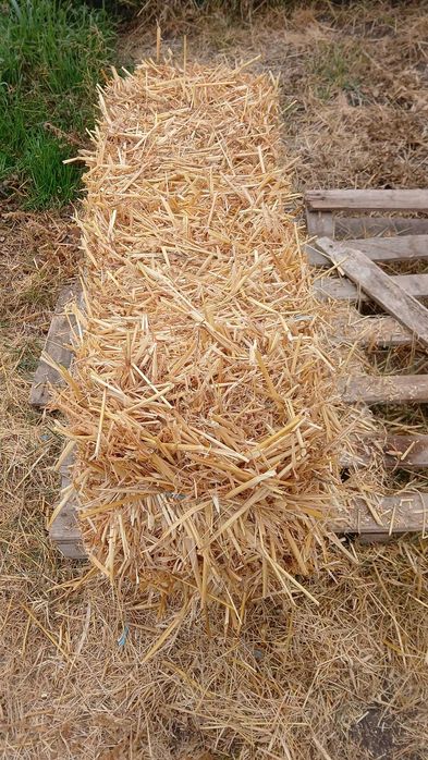 Бали от ечемик  .