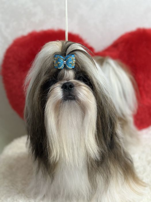 Шикарные щенки ши-тцу