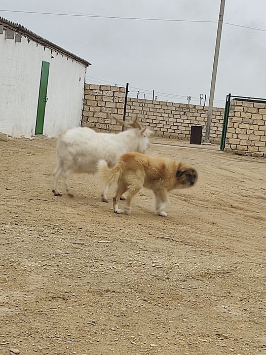 Занен теке, пішілмеген, ірі,етті,семіз.