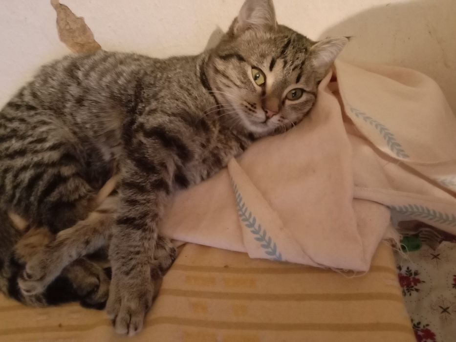 Котята в хорошие руки