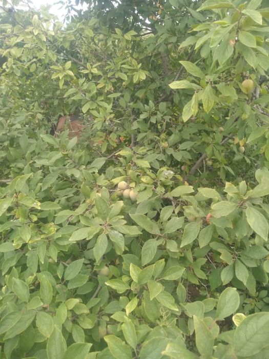 Дача в ТЭЦ 1 в хорошем состоянии