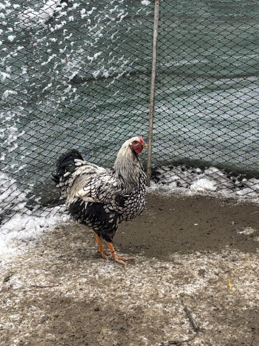 Vand cocosi si gaini wyandotte argintiu