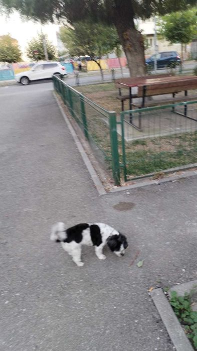 Donez cățelușa bichon