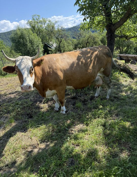Vand vaca baltata romaneasca cu vitel  !!! Merita vazuta !!!