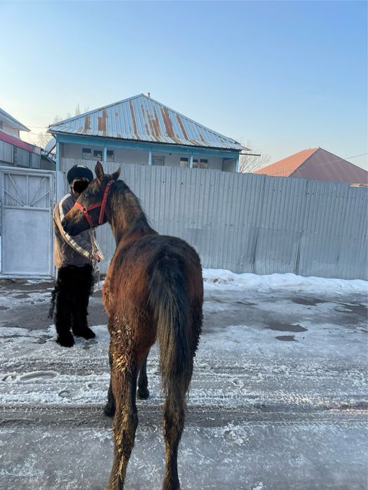 Продам Жеребенка