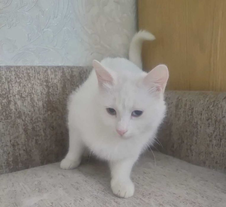 Кошки/ты домашние, стерильные