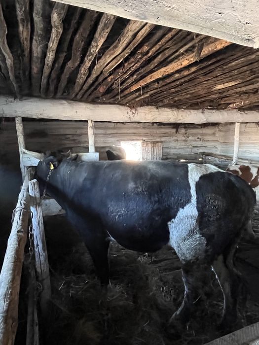 Продам крепких быков