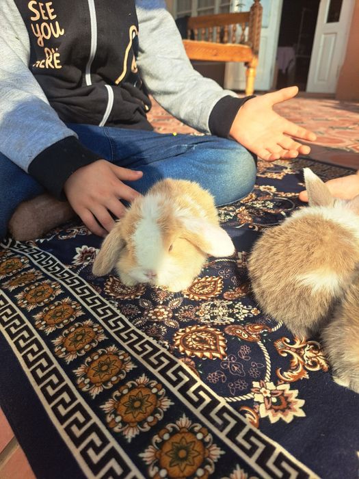 Карлик қуён болалари сотилади. Продаются карликовые крольчата.