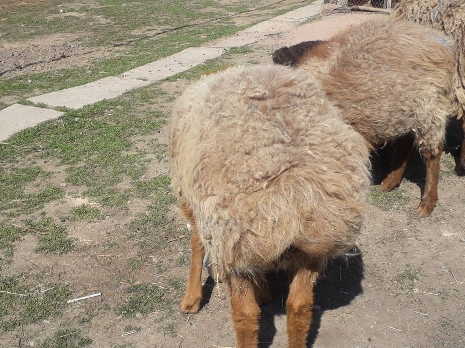 Семиз бордакы жас  кошкар сатылады