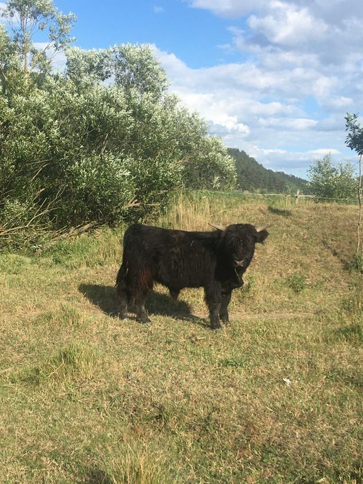 Highland Scotian de vanzare