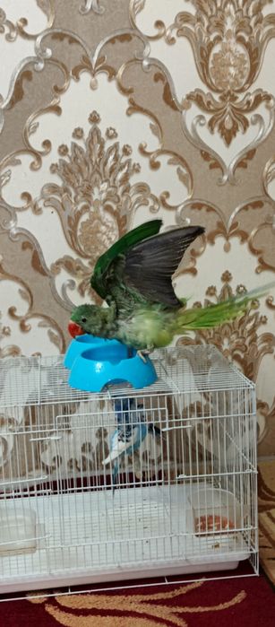 Александрский сотилади ручной 3 ойли