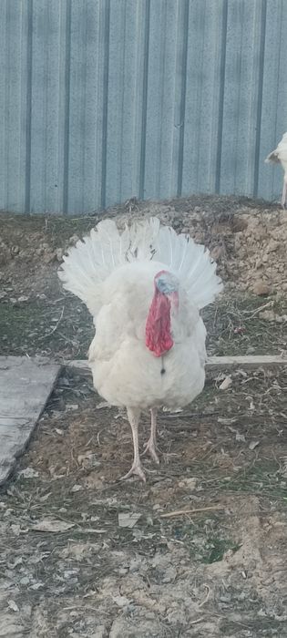 Продам молрдой индюк самец самец самец молрдой самец молрдой самец сам