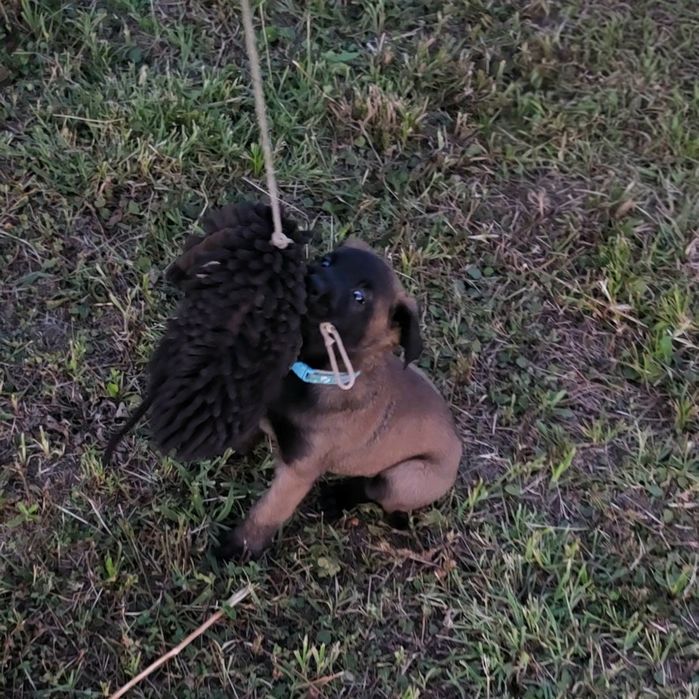 Ciobănesc belgian malinois cu pedigree