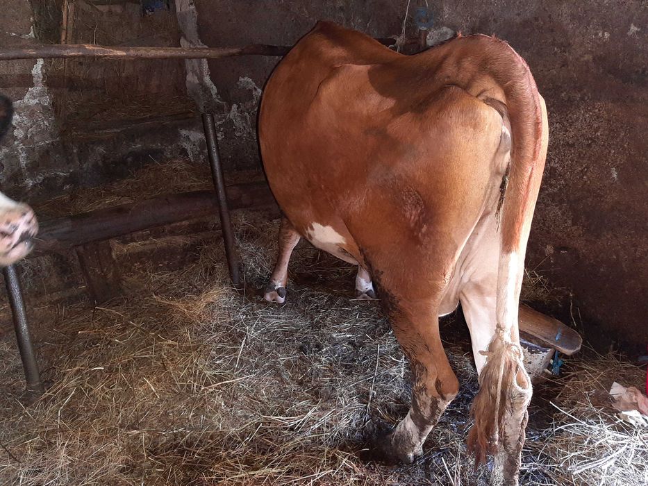 Vaca Baltata Romaneasca