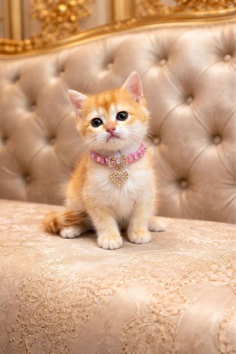 Продается Котенок Муиза! Золотая шиншилла!