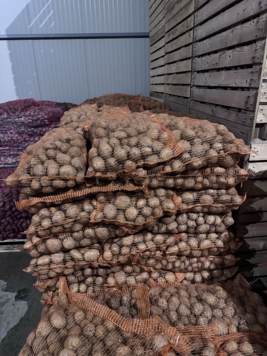 Cartofi consum si samanta carrera,riviera E, bellarosa, ect