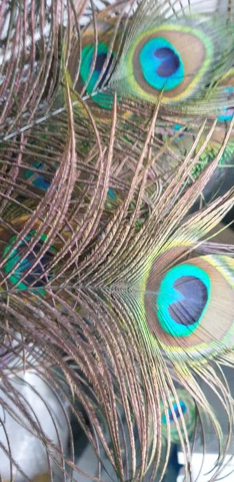 Живые Перья павлина декор