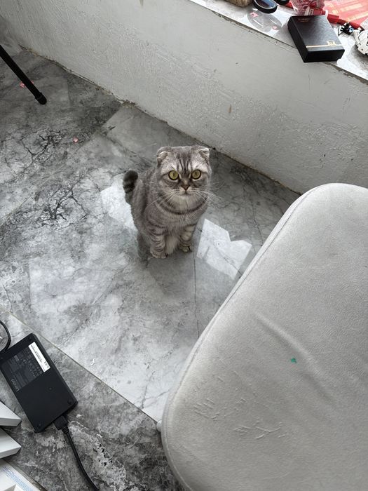 Продам в хорошие руки кошечку