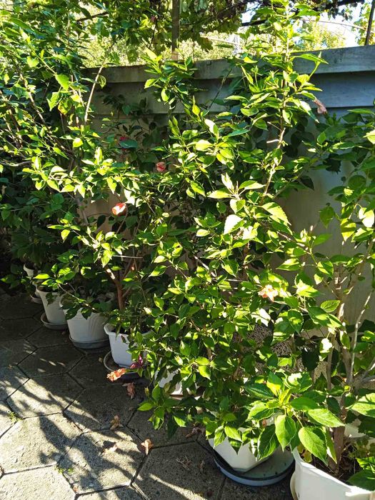 Продавам лимон,бенджамин,китайска роза