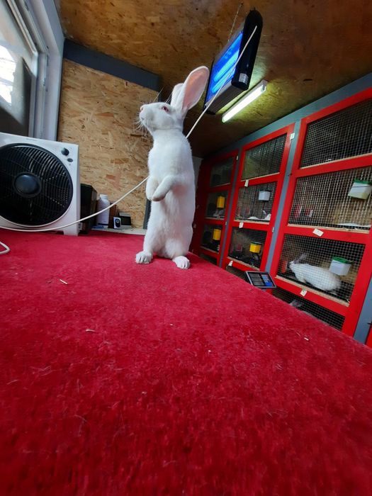 Hycole francez de vânzare