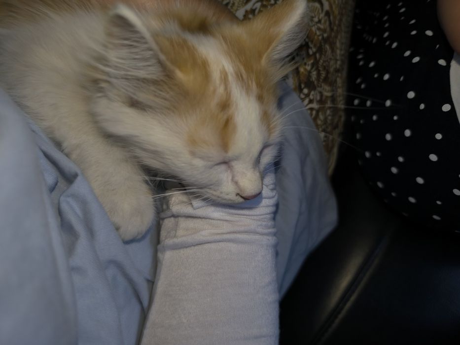 Рыженький котенок
