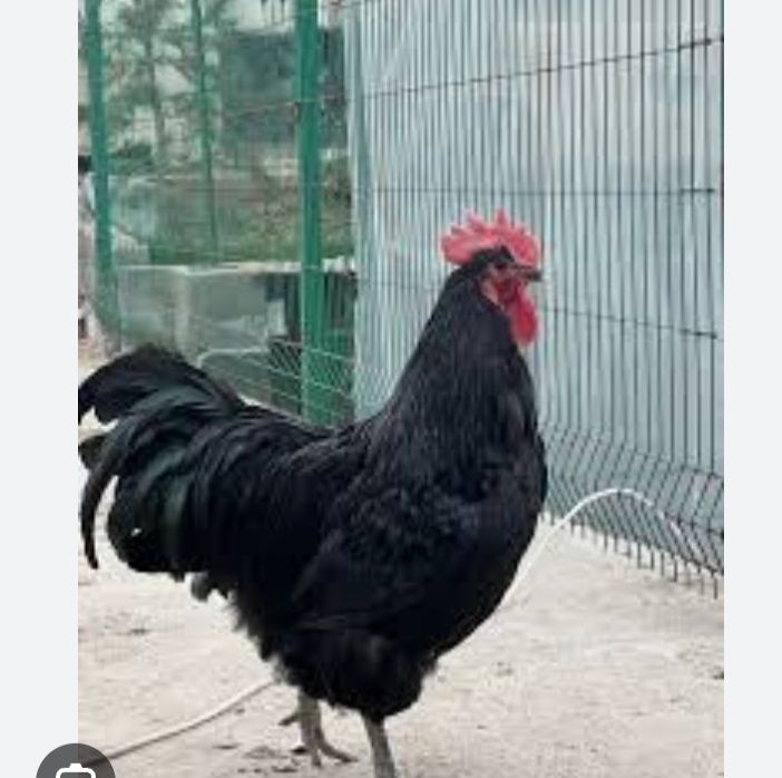 Brama va Qora shahzoda 5 oyli juja buyi 90 sm buyi yana usadi kamida 1