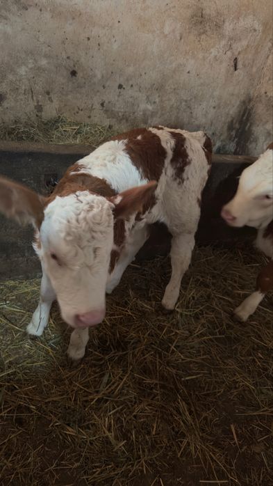 Vând 2 viței …..